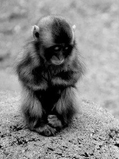Детеныш обезьяны обои