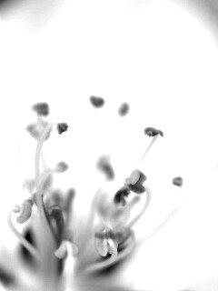 Желтые тычинки обои