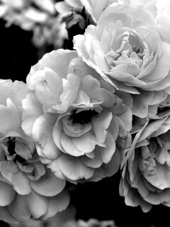 Розовые цветы обои