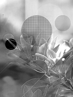 Синий фильтр с кргуами на фото листьев обои