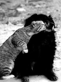 Поцелуй кошки и собаки обои