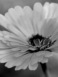 Желтый гербер обои