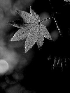 Осенние листья обои