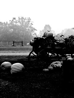 Урожай тыков обои