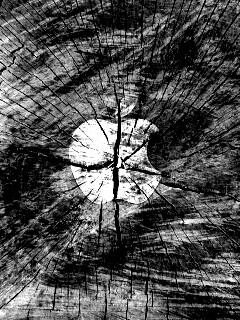 Логотип Apple на бревне обои