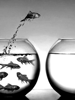 Побег рыбки обои