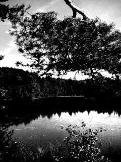 Ветка сосны над озером обои