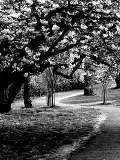 Дорожка между деревьями обои