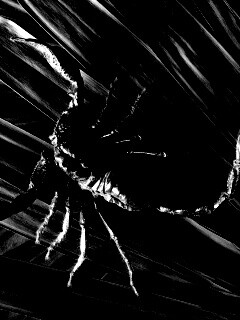 Скорпион на траве обои