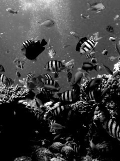 Жизнь в корраловом рифе обои