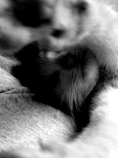 Кот фоткает сам себя обои