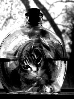 Кот наблюдает за рыбкой в бутылке обои