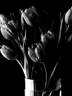 Букет тюльпанов обои