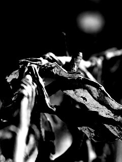 Сухие листья на железном заборе обои