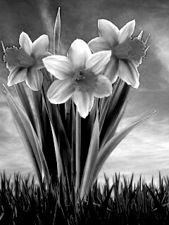 Букет цветов в траве обои