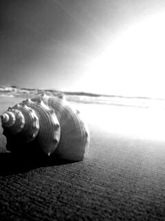 Золотистая ракушка обои