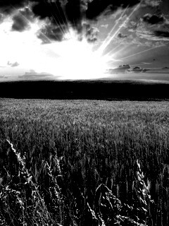 Восход над пшеничным полем обои