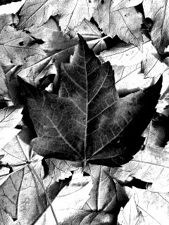 Флаг Канады из листьев обои