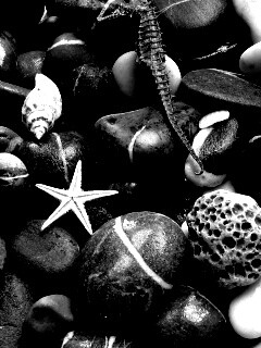 Морские камешки и фауна обои