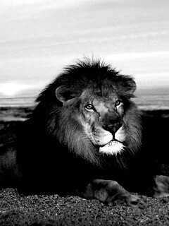 Лев на берегу океана обои