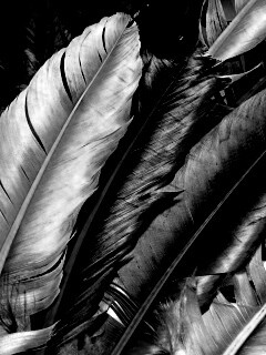 Разноцветные перья обои