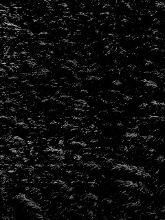 Густые хвойные заросли обои