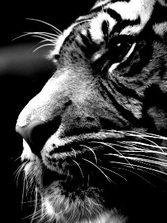 Взгляд тигра обои