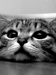 Любопытный котейка обои