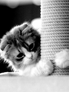 Пушистая кошка с когтеточкой обои