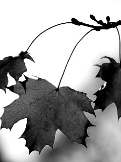 Покрасневшие листья клена обои