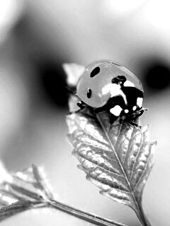 Божья коровка в макро обои