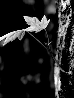 Молодой листик обои