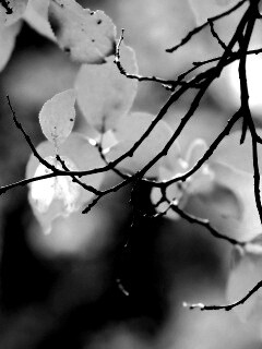 Осенние ветки без листьев обои