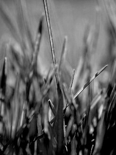 Ярко зеленая трава обои