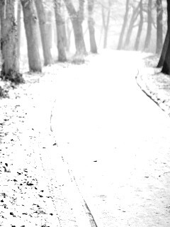 Дорога в зимнем лесу обои