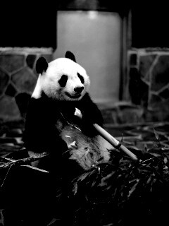 Панда точит бамбук обои