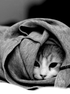 Закутавшийся в футболку кот обои