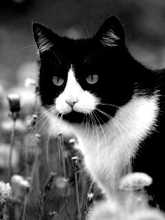 Кот в одуванчиках обои