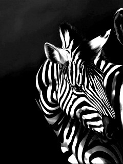 Нарисованные зебры обои