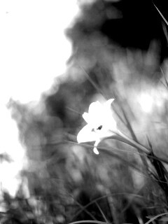 Цветок затерявшийся в траве обои