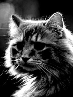 Рыжий кот в лучах солнца обои