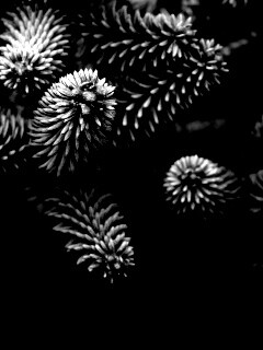 Хвойные иголки обои