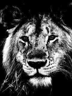 Гордый лев с горящими глазами обои