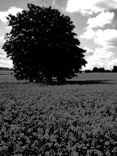 Каштан на цветочном поле обои