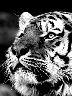 Амурский тигр обои