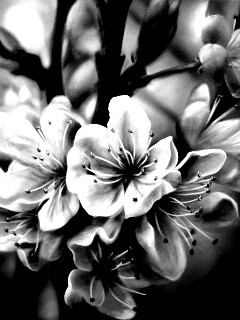 Яблоня в цвету картина обои