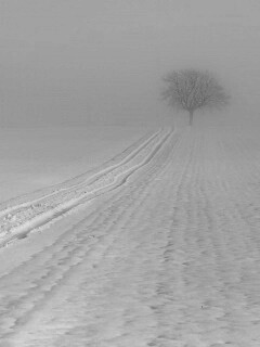 Заснеженное поле обои