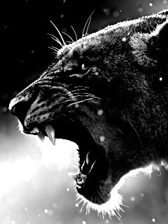 Грозный львиный рык обои