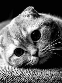 Скоттиш фолд рыжий обои