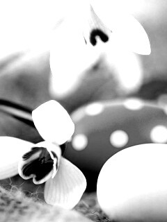 Белый цветок и яйца обои